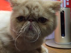 -PETKIT小佩宠物(古北店)