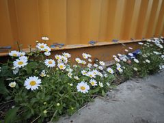 -上海佘山国家森林公园天马山园