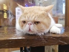 -喵园·猫主题咖啡厅·撸猫·猫咖(国贸店)