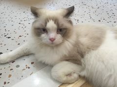 -滚猫咖啡·猫咖·猫友好撸猫(未来城店)