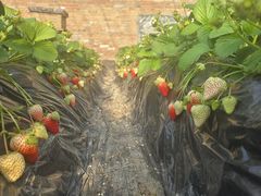 -昌平兴寿秀秀草莓采摘园