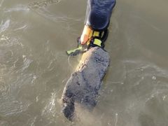 -碧海金沙
