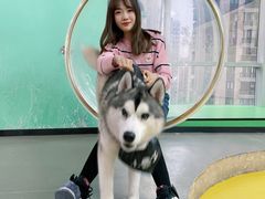 -Husky Go! 哈士奇体验馆·宠物咖啡厅狗咖