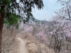-香山公园