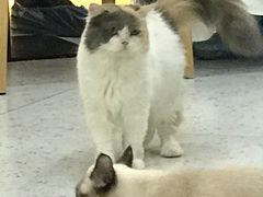 -喵园·猫主题咖啡厅·撸猫·猫咖(国贸店)