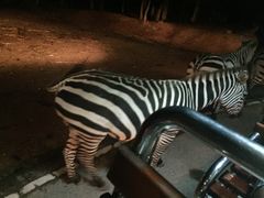-清迈夜间动物园