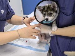 -福州肆爪动物医院