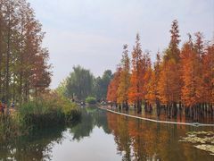 -白鹭湾湿地公园