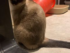 -猫儿山۰猫主题餐厅