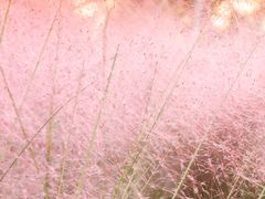 -杭州湾海上花田景区