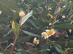 -野蔓果·山野菜(西湖景区·龙井茶田店)