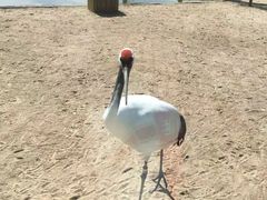 -盐城丹顶鹤湿地生态旅游区