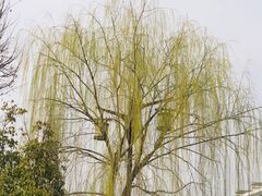 -茯茶镇