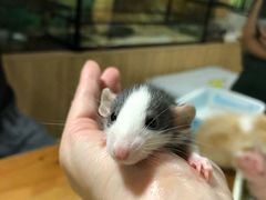 -藦茜花园宠物主题亲子互动体验馆(国顺东路店)
