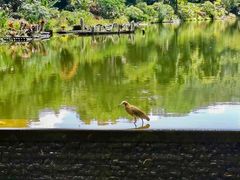 -深圳仙湖植物园