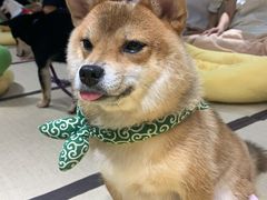 -逗柴咖啡屋·狗咖猫咖宠物桌游