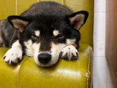 -是阿柴呀！柴犬咖啡·爱喵喵猫咖