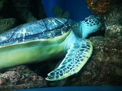-上海海洋水族馆
