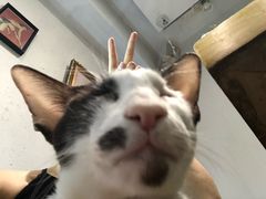 -猫色咖啡·猫咖