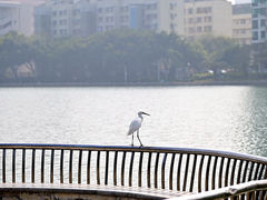 -白鹭洲公园