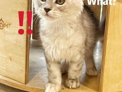 -十年猫舍·猫咪专门店(普陀店)
