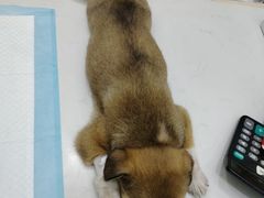 -pd派德宠物中心医院24H急重症·眼科中心·血液透析中心(嵩山北路店)