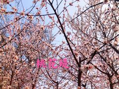 -桃花堤公园