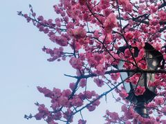 -橘子洲景区