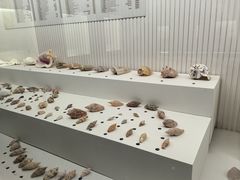 -青岛贝壳博物馆