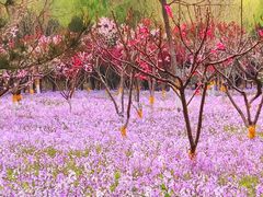-东升八家郊野公园