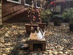 -长春观