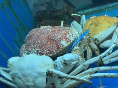 -阳光码头海鲜火锅(世纪大道店)