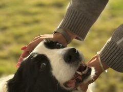 -趣玩宠物乐园寄养训犬训狗游泳池
