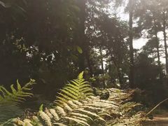 -三门江国家森林公园