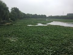 -荷塘月色湿地公园·向阳花洲