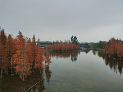 -白鹭湾湿地公园