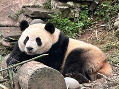 -中国大熊猫保护研究中心雅安碧峰峡基地