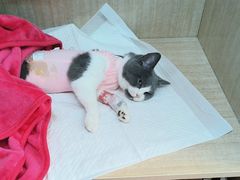 -北京观赏动物医院·24小时大型综合·猫专科·异宠专科