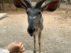 -清迈夜间动物园