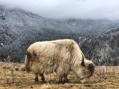 -硗碛藏寨·神木垒景区