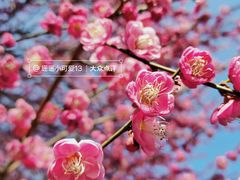 -杭州植物园