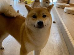 -南京Hallo宠物乐园·哈罗犬舍·柴犬繁育基地