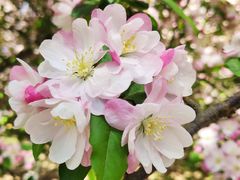 -海棠花溪(元大都城垣遗址公园)