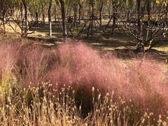 -永定河休闲森林公园
