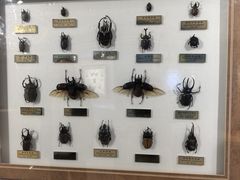 -上海昆虫博物馆