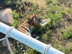 -西霞口神雕山野生动物世界