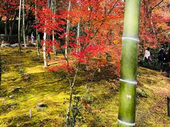 -常寂光寺