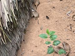 -广州长隆野生动物世界