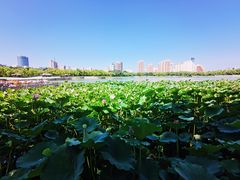 -莲花池公园