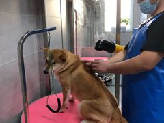 -宠福鑫康馨动物医院·骨科·眼科